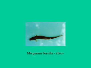 Misgurnus fossilis - čikov
 