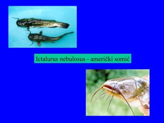Ictalurus nebulosus - američki somić
 