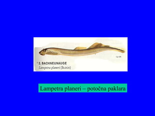 Lampetra planeri – potočna paklara
 