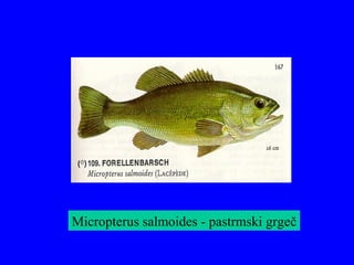 Micropterus salmoides - pastrmski grgeč
 