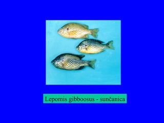 Lepomis gibboosus - sunčanica
 