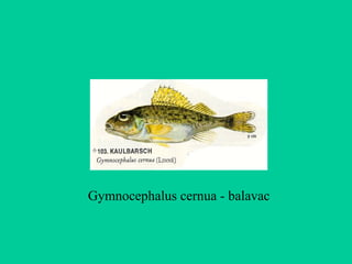 Gymnocephalus cernua - balavac
 