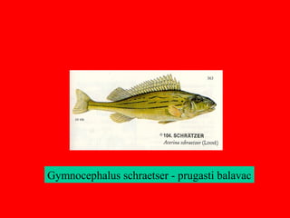 Gymnocephalus schraetser - prugasti balavac
 