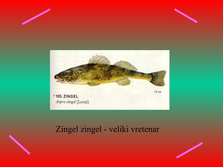 Zingel zingel - veliki vretenar
 