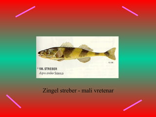 Zingel streber - mali vretenar
 