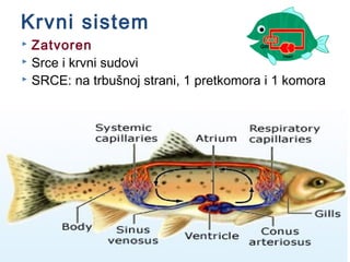 Krvni sistem
 Zatvoren
 Srce i krvni sudovi
 SRCE: na trbušnoj strani, 1 pretkomora i 1 komora
 