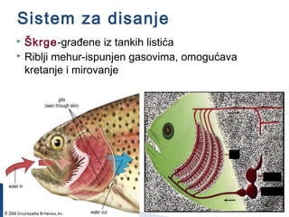 Sistem za disanje
 Škrge-građene iz tankih listića
 Riblji mehur-ispunjen gasovima, omogućava
kretanje i mirovanje
 