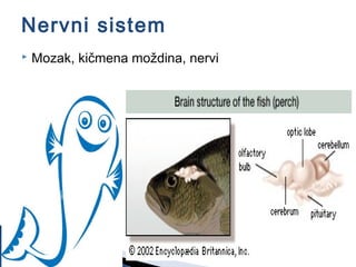 Nervni sistem
 Mozak, kičmena moždina, nervi
 