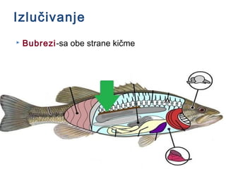 Izlučivanje
 Bubrezi-sa obe strane kičme
 