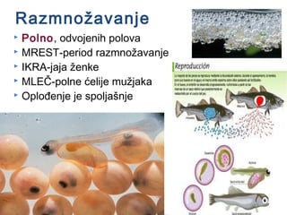 Razmnožavanje
 Polno, odvojenih polova
 MREST-period razmnožavanje
 IKRA-jaja ženke
 MLEČ-polne ćelije mužjaka
 Oplođenje je spoljašnje
 