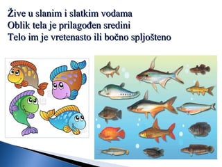 Žive u slanim i slatkim vodamaŽive u slanim i slatkim vodama
Oblik tela je prilagođen srediniOblik tela je prilagođen sredini
Telo im je vretenasto ili bočno spljoštenoTelo im je vretenasto ili bočno spljošteno
 