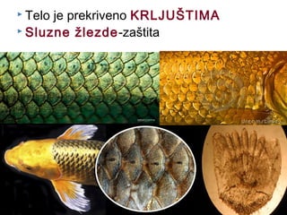  Telo je prekriveno KRLJUŠTIMA
 Sluzne žlezde-zaštita
 