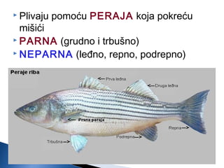  Plivaju pomoću PERAJA koja pokreću
mišići
 PARNA (grudno i trbušno)
 NEPARNA (leđno, repno, podrepno)
 