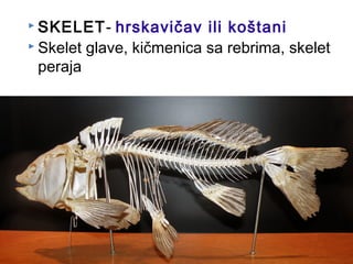  SKELET- hrskavičav ili koštani
 Skelet glave, kičmenica sa rebrima, skelet
peraja
 