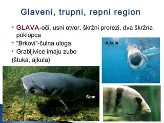 Glaveni, trupni, repni region
 GLAVA-oči, usni otvor, škržni prorezi, dva škržna
poklopca
 “Brkovi”-čulna uloga
 Grabljivice imaju zube
(štuka, ajkula)
Som
Ajkula
 