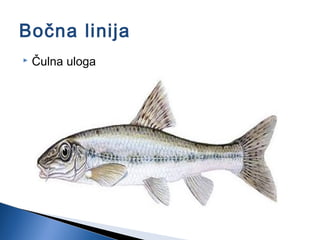 Bočna linija
 Čulna uloga
 
