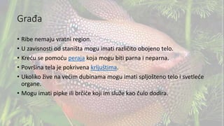 Građa
• Ribe nemaju vratni region.
• U zavisnosti od staništa mogu imati različito obojeno telo.
• Kreću se pomoću peraja koja mogu biti parna i neparna.
• Površina tela je pokrivena krljuštima.
• Ukoliko žive na većim dubinama mogu imati spljošteno telo i svetleće
organe.
• Mogu imati pipke ili brčiće koji im služe kao čulo dodira.
 