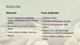 Košljoribe
Štitonoše
• Imaju hrskavičavi unutrašnji
skelet i zadržavaju hordu čitavog
života.
• Na površini tela imaju koštane
ploče.
• Vrste: jesetra, kečiga i moruna.
• Kavijar
Prave košljoribe
• Okoštao skelet
• Cikloidne ili ktenoidne krljušti
• Većina vrsta poseduje riblji
mehur
• Škrge su im u škržnoj duplji,
pokrivene su škržnim poklopcem
• Vrste: sardela, zubatac, mrena,
šaran
 