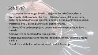 Gde žive?
• Slatkovodne vrste mogu živeti i u stajaćim i u tekućim vodama.
• Neke vrste slatkovodnih riba žive u blizini obala u plitkim vodama,
neke na samom dnu reka i jezera, a neke u brzim planinskim rekama.
• Pastrmke žive u brzim planinskim, čistim rekama.
• Štuke odlično podnose prljavu vodu sa mnogo vegetacije jer love iz
zasede.
• Somovi žive na samom dnu reka i jezera.
• Šarani žive u ravničarskim rekama i toplim jezerima, usisavaju hranu
sa dna.
• Smuđ živi u dubokim rekama i jezerima duž Evroazije.
 