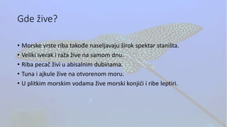 Gde žive?
• Morske vrste riba takođe naseljavaju širok spektar staništa.
• Veliki iverak i raža žive na samom dnu.
• Riba pecač živi u abisalnim dubinama.
• Tuna i ajkule žive na otvorenom moru.
• U plitkim morskim vodama žive morski konjići i ribe leptiri.
 