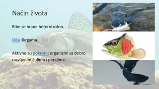 Način života
Ribe se hrane heterotrofno.
Dišu škrgama.
Aktivno su pokretni organizmi sa dobro
razvijenim čulima i perajima.
 