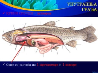 УНУТРАШЊА
ГРАЂА
 КРВНИ СИСТЕМ – затворен
 Срце се састоји из 1 преткоморе и 1 коморе
 