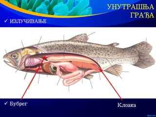 УНУТРАШЊА
ГРАЂА
 ИЗЛУЧИВАЊЕ
 Бубрег Клоака
 