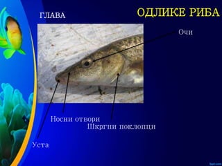 ОДЛИКЕ РИБАГЛАВА
Шкргни поклопци
Очи
Носни отвори
Уста
 