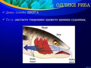 ОДЛИКЕ РИБА
 Дишу помоћу ШКРГА
 То су листасте творевине прожете крвним судовима.
 