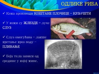 ОДЛИКЕ РИБА
 Кожа производи КОШТАНЕ ПЛОЧИЦЕ – КРЉУШТИ
 У кожи су ЖЛЕЗДЕ – луче
СЛУЗ
 Слуз омогућава – лакше
кретање кроз воду –
ПЛИВАЊЕ
 Боја тела зависи од
средине у којој живе.
 