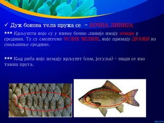  Дуж бокова тела пружа се - БОЧНА ЛИНИЈА
*** Крљушти које су у нивоу бочне линије имају отворе у
средини. Ту су смештене ЧУЛНЕ ЋЕЛИЈЕ, које примају ДРАЖИ из
спољашње средине.
*** Код риба које немају крљушт (сом, јегуља) – види се као
тамна пруга.
 