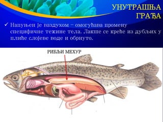 УНУТРАШЊА
ГРАЂА
 Напуњен је ваздухом – омогућава промену
специфичне тежине тела. Лакше се креће из дубљих у
плиће слојеве воде и обрнуто.
РИБЉИ МЕХУР
 