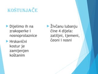 Zrakoperke Ribe Ribe- koštunjače i hrskvičnjače - ppt | PPT