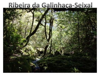 Ribeira da Galinhaça-Seixal