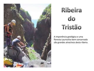 Ribeira do TristãoA imponência geológica e uma floresta Laurissilva bem conservada são grandes atractivos desta ribeira.