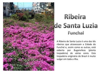 Ribeira de Santa LuziaFunchalA Ribeira de Santa Luzia é uma das tês ribeiras que atravessam a Cidade do Funchal e, assim como as outras, está coberta por Buganvíleas (planta trepadeira) de várias cores. Esta trepadeira originária do Brasil é muito vulgar em toda a Ilha.