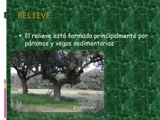 RELIEVEEl relieve está formado principalmente por páramos y vegas sedimentarias