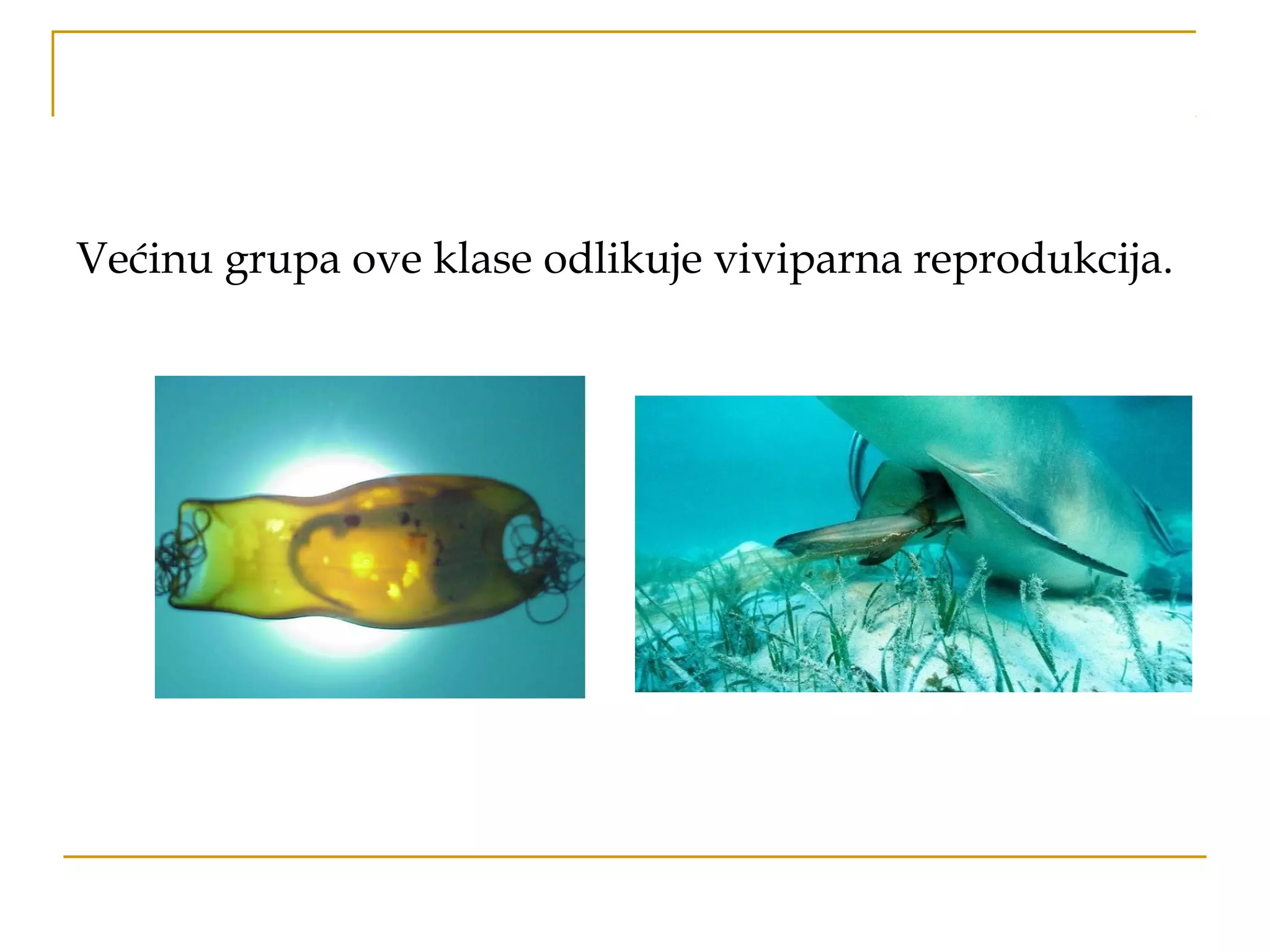 Većinu grupa ove klase odlikuje viviparna reprodukcija.
 