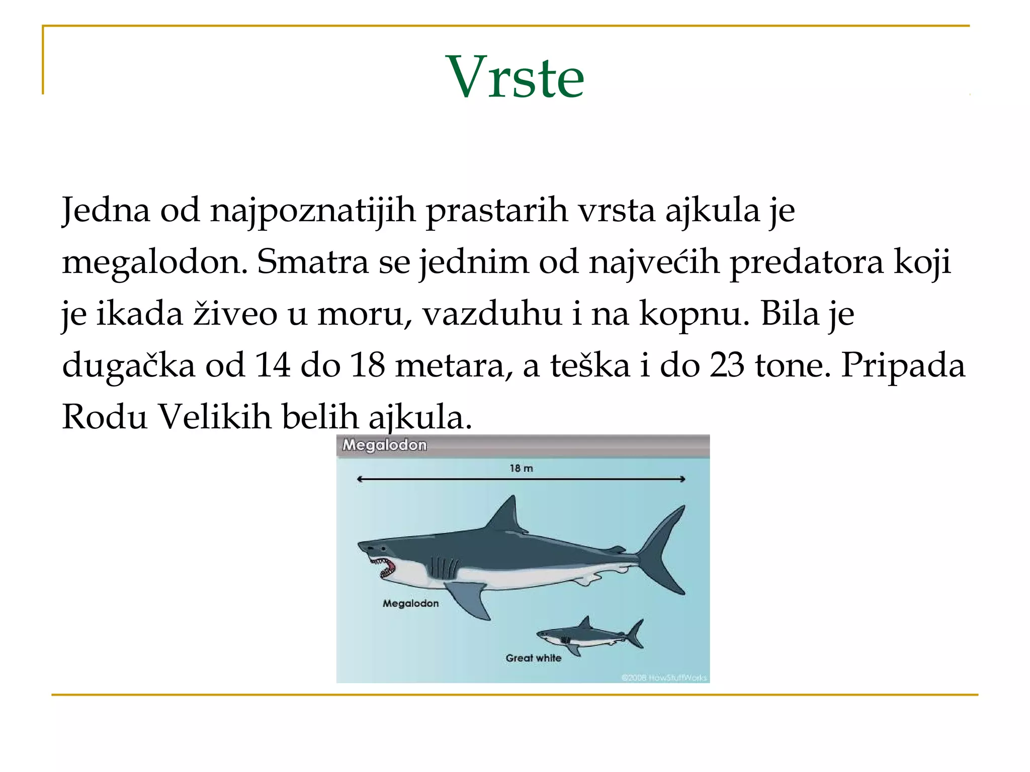 Vrste
Jedna od najpoznatijih prastarih vrsta ajkula je
megalodon. Smatra se jednim od najvećih predatora koji
je ikada živeo u moru, vazduhu i na kopnu. Bila je
dugačka od 14 do 18 metara, a teška i do 23 tone. Pripada
Rodu Velikih belih ajkula.
 