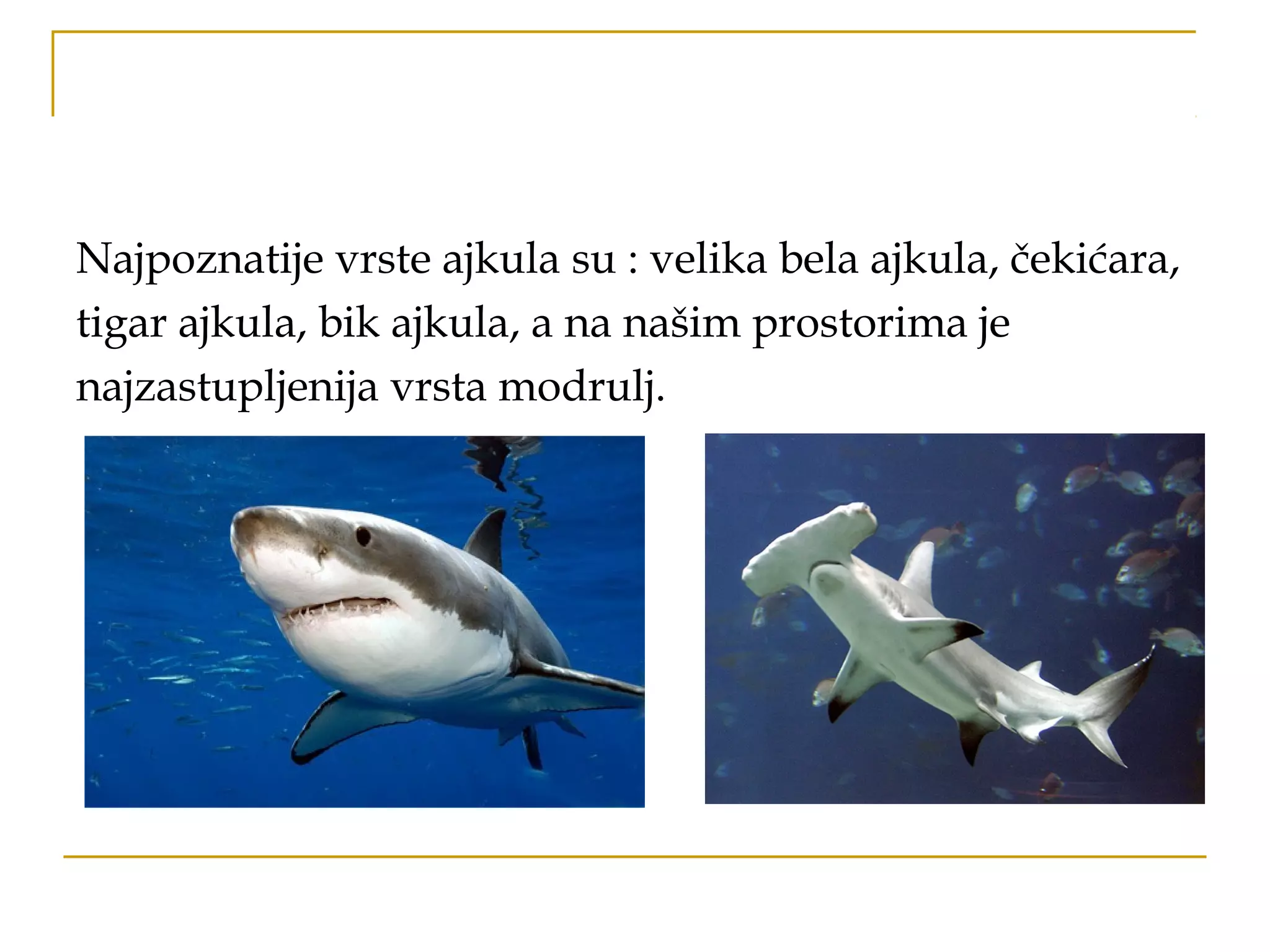 Najpoznatije vrste ajkula su : velika bela ajkula, čekićara,
tigar ajkula, bik ajkula, a na našim prostorima je
najzastupljenija vrsta modrulj.
 