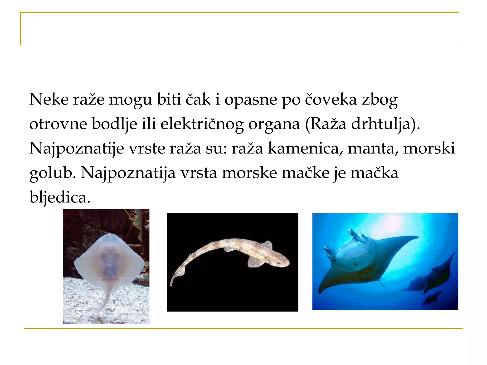 Neke raže mogu biti čak i opasne po čoveka zbog
otrovne bodlje ili električnog organa (Raža drhtulja).
Najpoznatije vrste raža su: raža kamenica, manta, morski
golub. Najpoznatija vrsta morske mačke je mačka
bljedica.
 