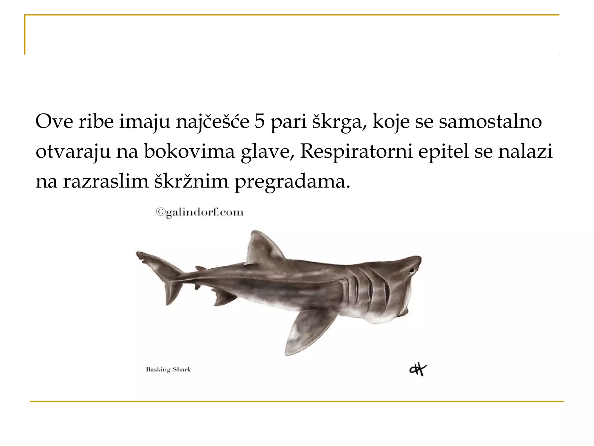 Ove ribe imaju najčešće 5 pari škrga, koje se samostalno
otvaraju na bokovima glave, Respiratorni epitel se nalazi
na razraslim škržnim pregradama.
 
