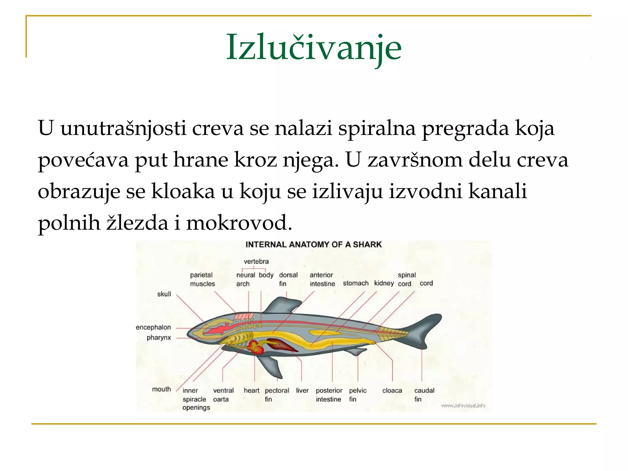 Izlučivanje
U unutrašnjosti creva se nalazi spiralna pregrada koja
povećava put hrane kroz njega. U završnom delu creva
obrazuje se kloaka u koju se izlivaju izvodni kanali
polnih žlezda i mokrovod.
 