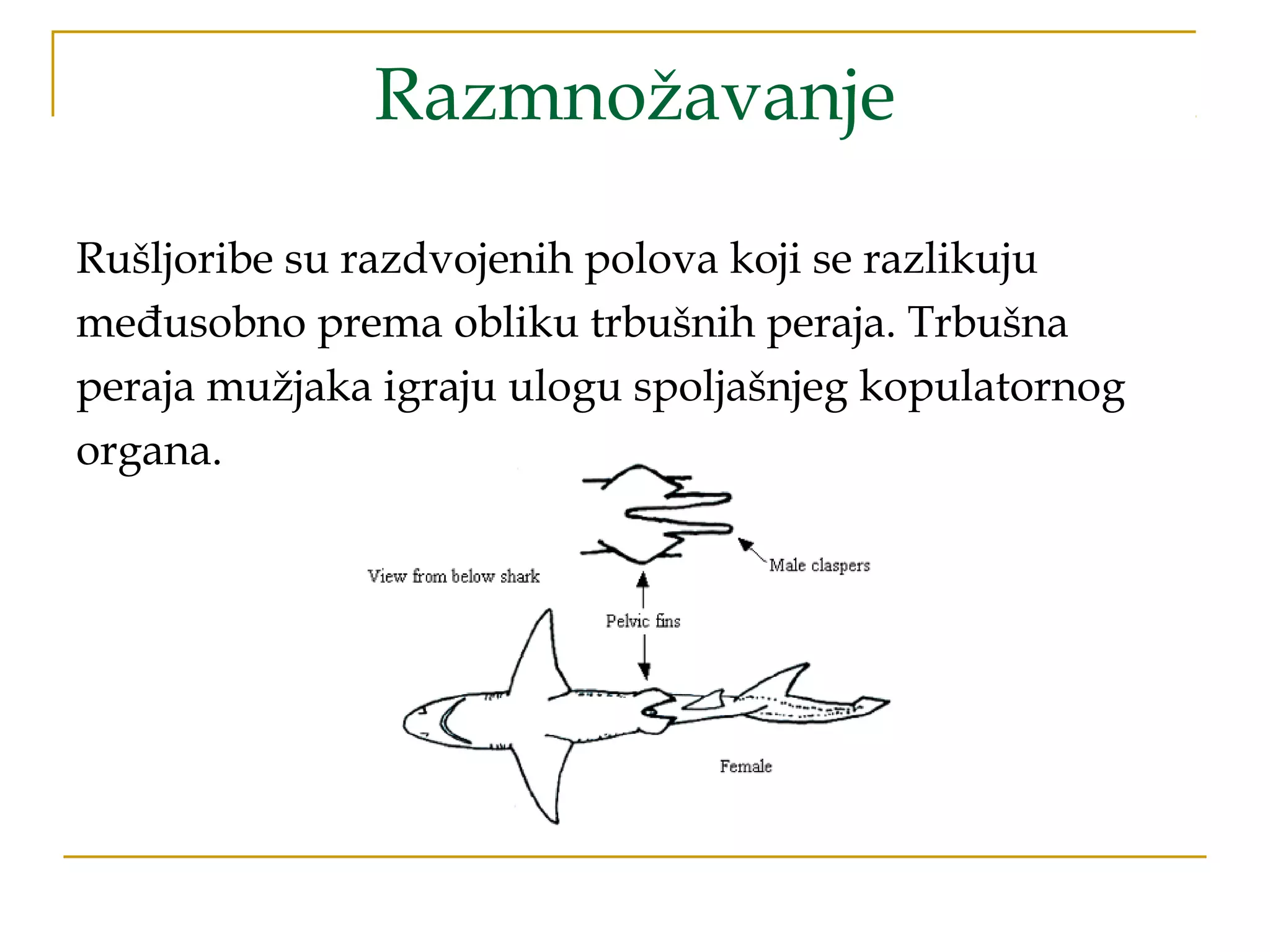 Razmnožavanje
Rušljoribe su razdvojenih polova koji se razlikuju
međusobno prema obliku trbušnih peraja. Trbušna
peraja mužjaka igraju ulogu spoljašnjeg kopulatornog
organa.
 