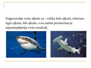 Najpoznatije vrste ajkula su : velika bela ajkula, čekićara,
tigar ajkula, bik ajkula, a na našim prostorima je
najzastupljenija vrsta modrulj.
 