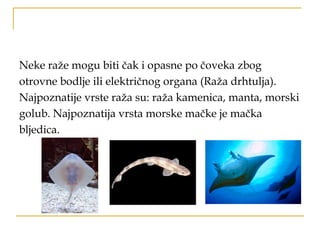 Neke raže mogu biti čak i opasne po čoveka zbog
otrovne bodlje ili električnog organa (Raža drhtulja).
Najpoznatije vrste raža su: raža kamenica, manta, morski
golub. Najpoznatija vrsta morske mačke je mačka
bljedica.
 