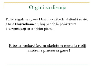 Organi za disanje
Pored regularnog, ova klasa ima još jedan latinski naziv,
a to je Elasmobranchii, koji je dobila po škržnim
lukovima koji su u obliku ploča.
Ribe sa hrskavičavim skeletom nemaju riblji
mehur i plućne organe !
 
