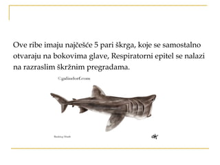 Ove ribe imaju najčešće 5 pari škrga, koje se samostalno
otvaraju na bokovima glave, Respiratorni epitel se nalazi
na razraslim škržnim pregradama.
 