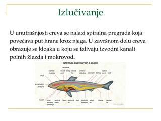 Izlučivanje
U unutrašnjosti creva se nalazi spiralna pregrada koja
povećava put hrane kroz njega. U završnom delu creva
obrazuje se kloaka u koju se izlivaju izvodni kanali
polnih žlezda i mokrovod.
 