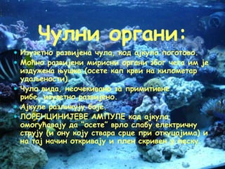 Ribe sa hrskavicavim skeletom copy | PPT | Free Download